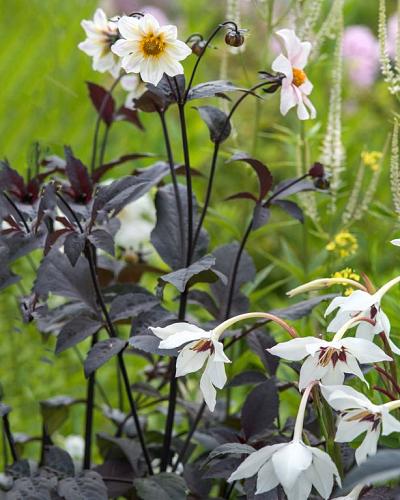 Gladiolus callianthus