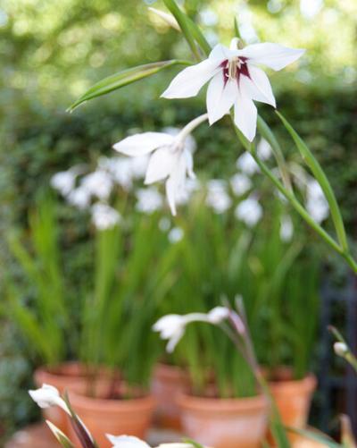 Gladiolus callianthus