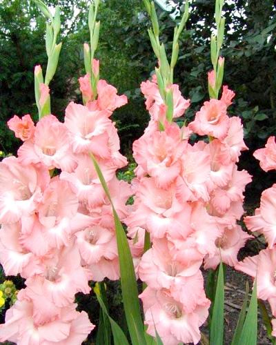 Gladiolen roze 