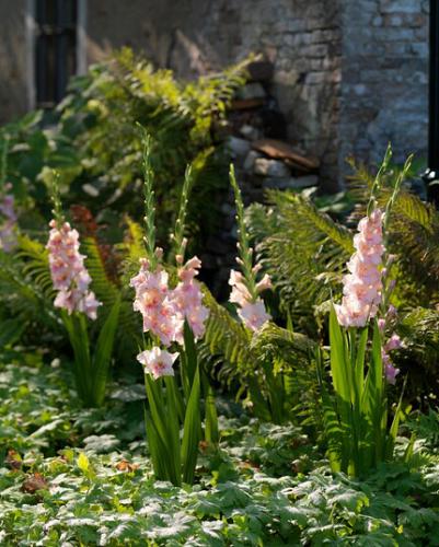 Gladiole Rosa