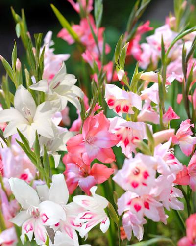 Gladiolus nanus 