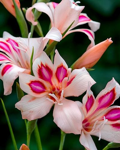 Gladiolus nanus 