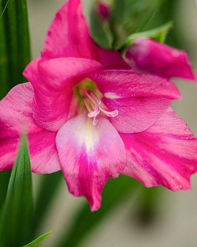 Gladiolus nanus 