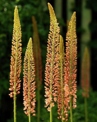 Eremurus Cleopatra