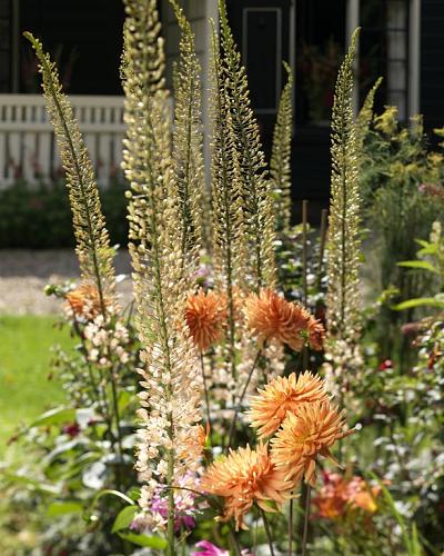 Eremurus Cleopatra