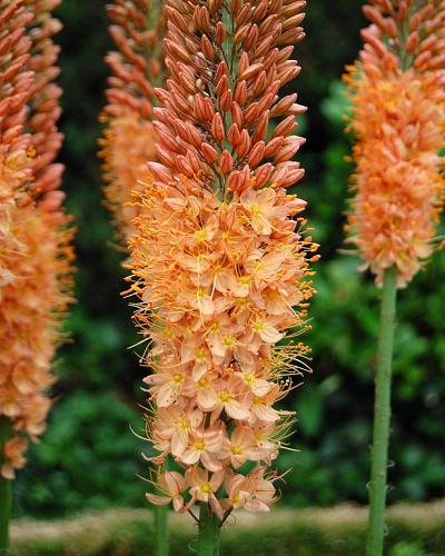 Eremurus Cleopatra