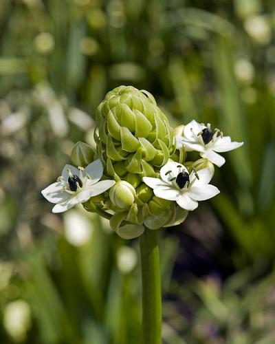Ornithogalum Saundersiae