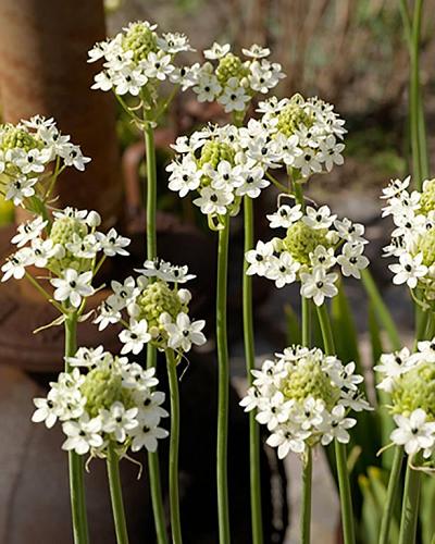 Ornithogalum Saundersiae