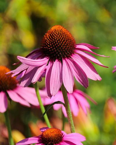 Echinacea purpurea
