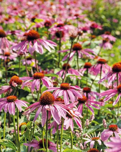 Echinacea purpurea
