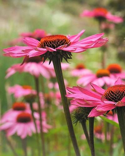 Echinacea purpurea