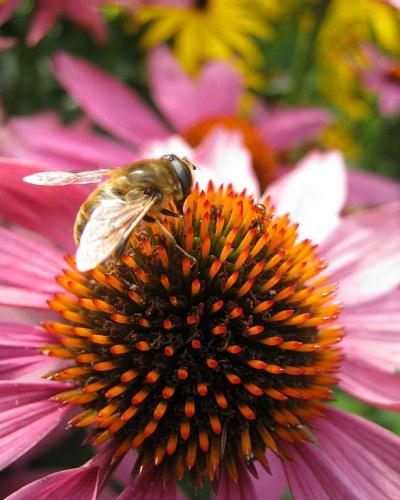 Echinacea purpurea