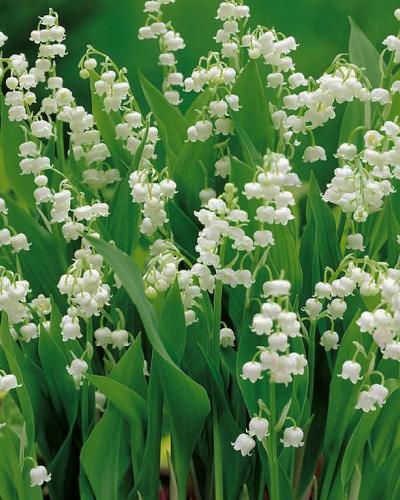 Bulbes de mugue (Convallaria majalis)