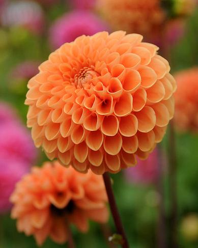 Dahlia Sylvia