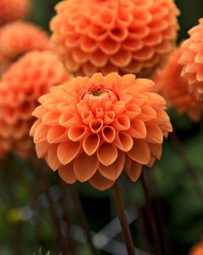 Dahlia Sylvia