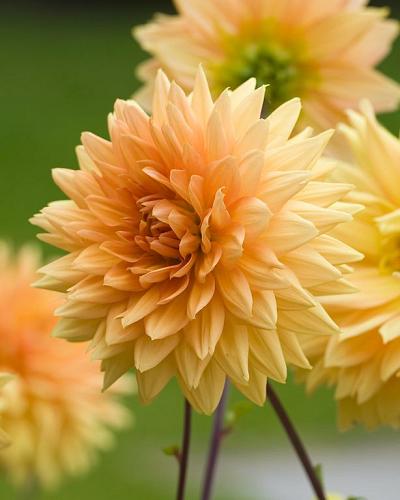 Dahlia Glorie van Noordwijk 