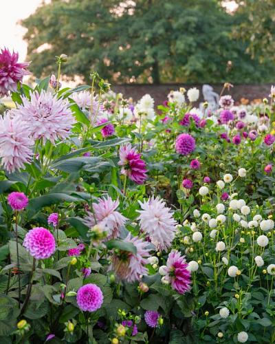 Blooming Ballet 