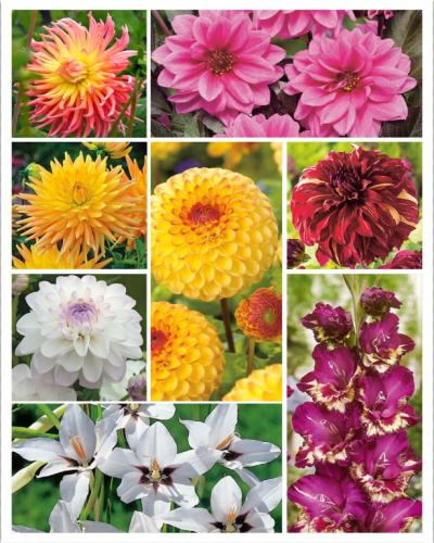 Summerbulbs colourful