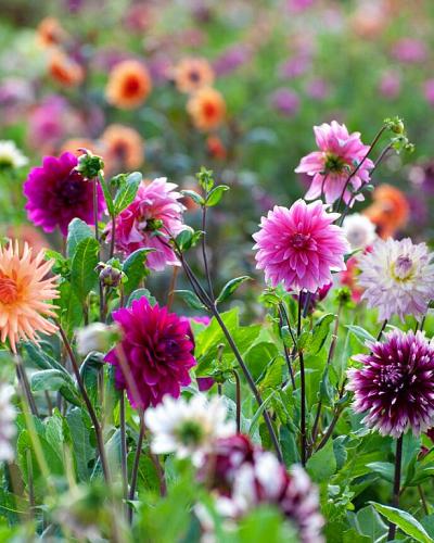 Lofty Blossoms