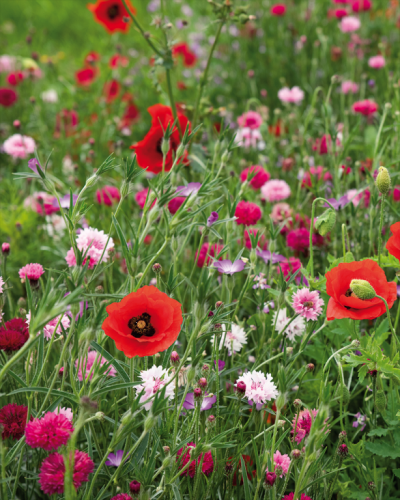 Bloemzaden roze