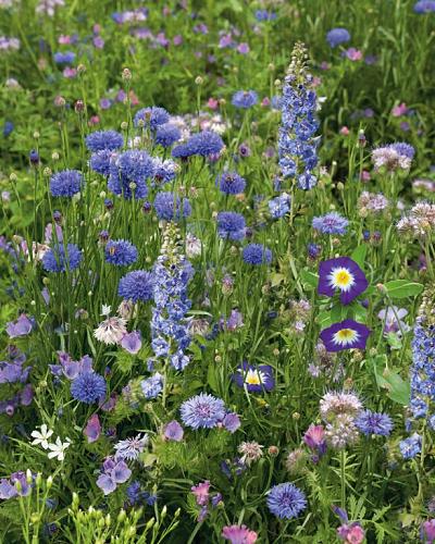 Flower seeds blue