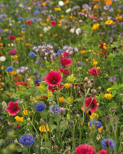 Bloemzaden bijen en vlinders