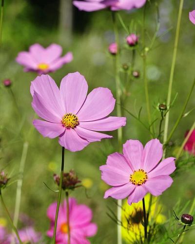 Cosmos seeds