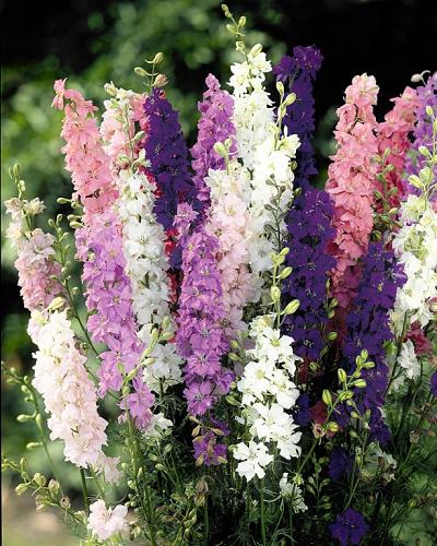 Delphinium zaden