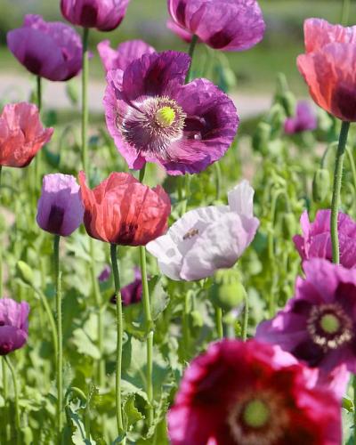 Papaver zaden