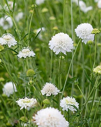 Scabiosa seeds