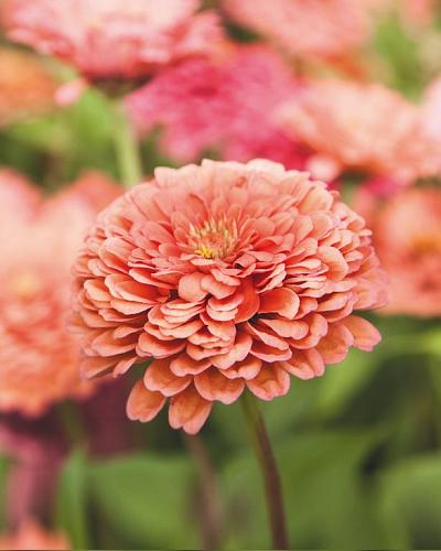 Graines de zinnia