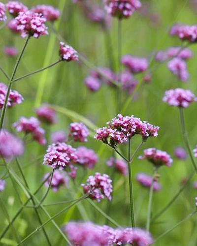 Graines de verveine