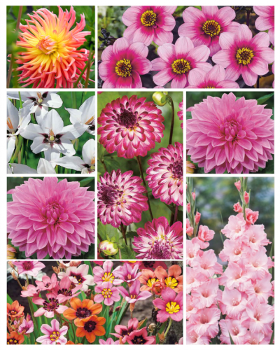 Summer bulbs pink