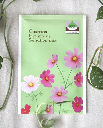 Cosmos seeds