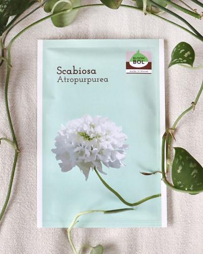 Scabiosa seeds