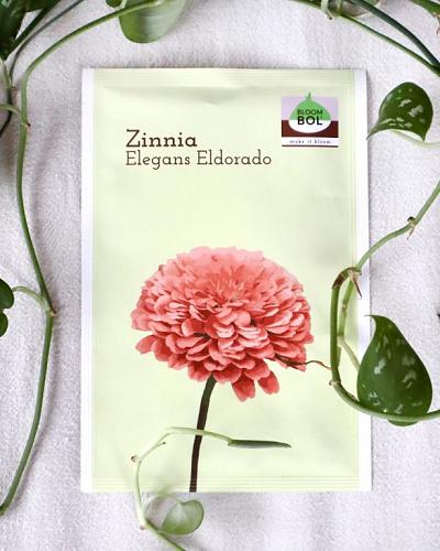 Graines de zinnia