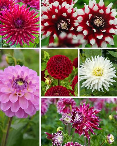 Biologische dahlia mix 