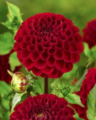 Dahlia Viking BIO