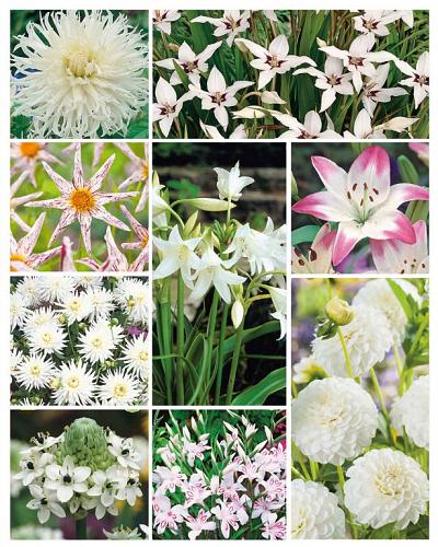 Summer Special White | limitid edition
