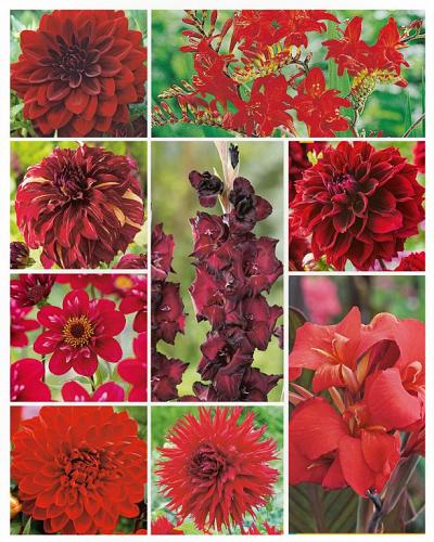 Summer Special Red | limited edition