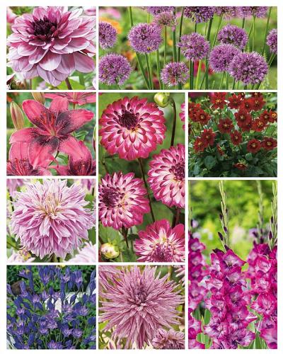 Summer Special Purple | édition limitée