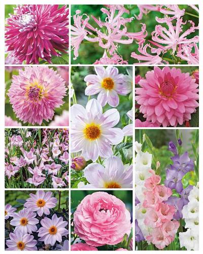 Summer Special Pink | limitid edition