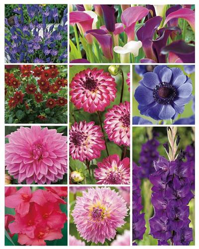 Summer Special Blue | limitierte Auflage