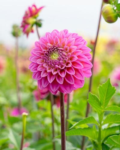 Dahlie Pink Pop BIO