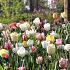 Pastel Garden pakket L