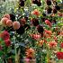 Urban Garden package M