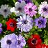 Anemonen bollen mix 