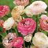 Ranunculus pastel 
