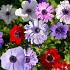 Anemone mix (Coronaria de Caen)