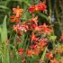 Crocosmia-Mischung